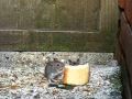Wood Mice Swiss Roll Video