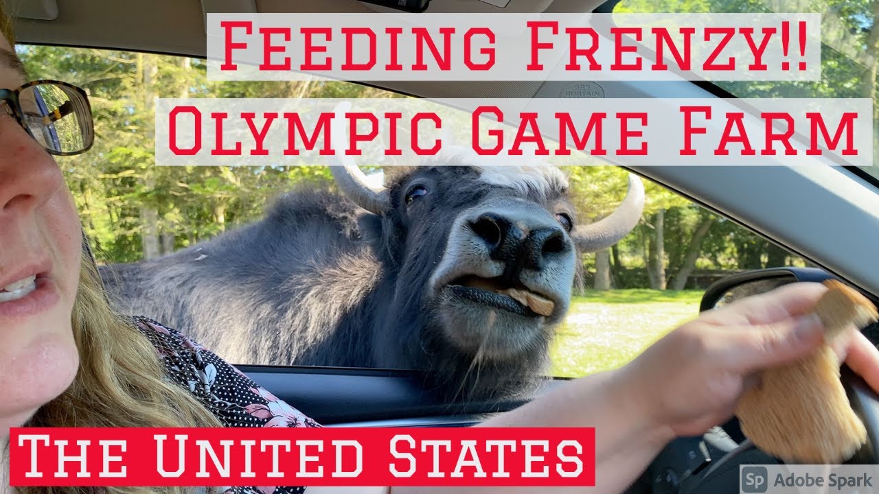 Feeding Frenzy at Olympic Game Farm, Washington! Feeding Animals at