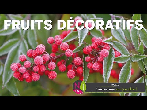 Les arbres aux fruits décoratifs : capsulse et gousses