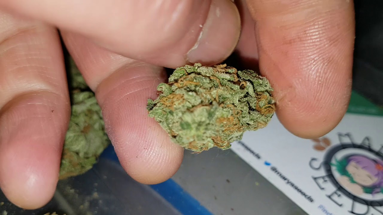 TANGIEMATIC (FASTBUDS) SIDE BY SIDE IN BLOOM AND FULLY CURED