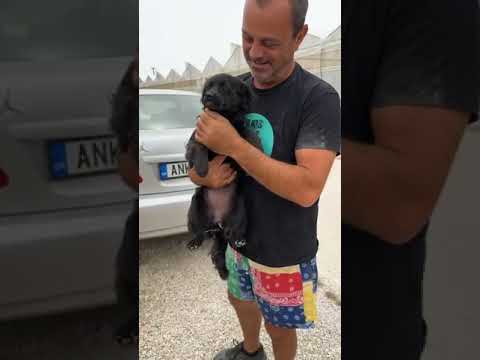 Rescuing a very cute stray Girl! - Takis Shelter