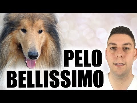 Video: Dieta Per Pelle Sana E Pelo Per Cani