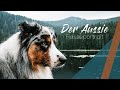 Wie viel Auslastung braucht ein Australian Shepherd?  | Rasseportrait