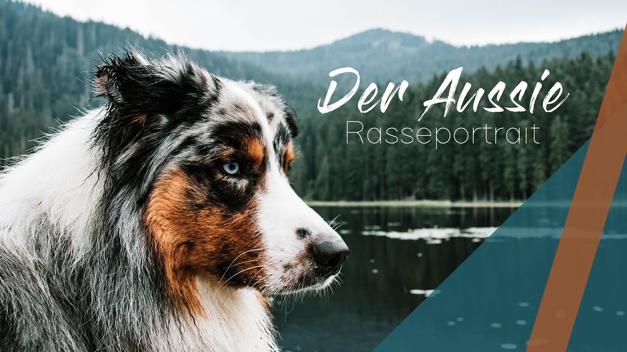 Auslastung Australian Shepherd | Teil 1: Wie wir es machen | Streamside Aussies