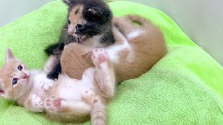 Lima calls naughty kittens — they pretend not to hear! 😂🐱