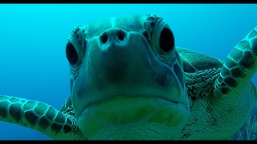 Sea Turtle Tries to Eat GoPro Camera