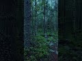 Dense Forest Area #shorts