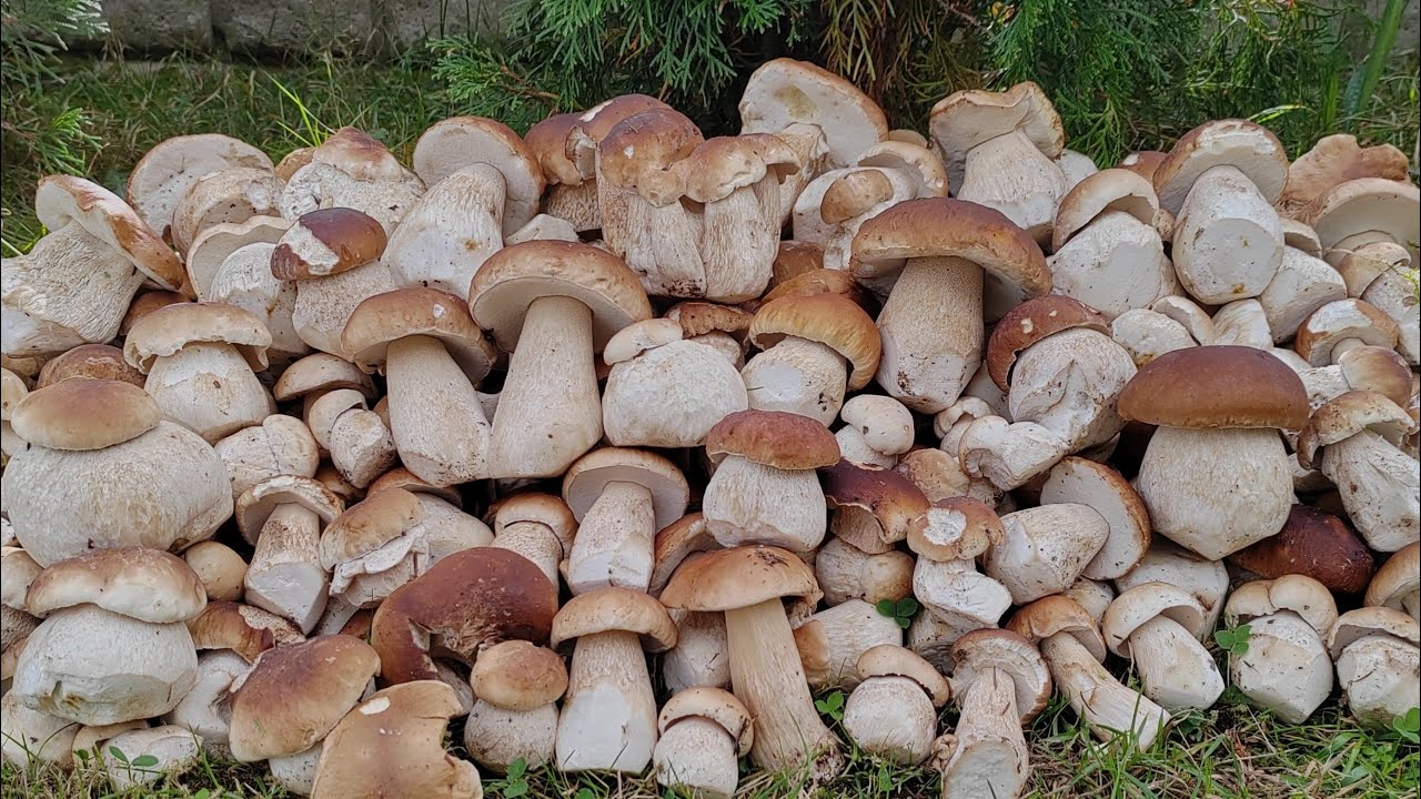 JESIENNE GRZYBOBRANIE  526 PRAWDZIWKÓW SOLO ...od tak