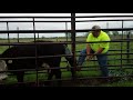 Pulling a calf