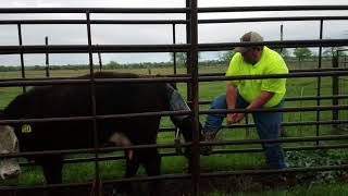 Pulling a calf