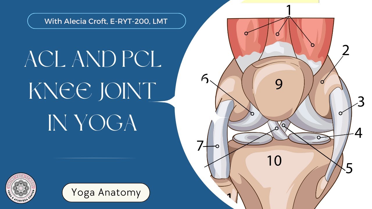Protecting the ACL and PCL In Yoga - Knee Joint - Yoga Anatomy - Online ...