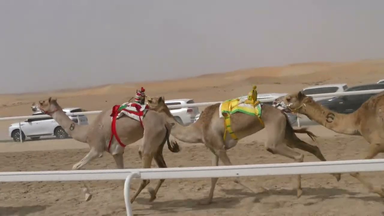 الشوط 2 (تراحيب) للسيد: منصور بخيت ذيبان المنصوري   توقيت 13:01