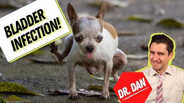 Dog bladder infection or Dog urinary tract infection (UTI).  Symptoms, diagnosis, and treatment!