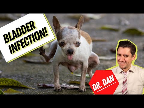 Dog bladder infection or Dog urinary tract infection (UTI).  Symptoms, diagnosis, and treatment!