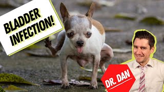 Dog Bladder Infection Or Dog Urinary Tract Infection Uti. Symptoms, Diagnosis, And Treatment