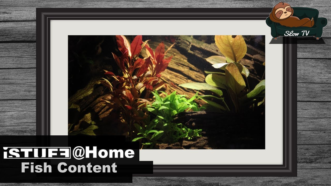 Slow TV: Fish Content | 02.05.2020 | iSTUFF@home