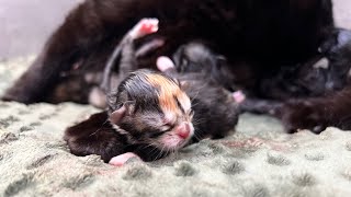 Rescue mama BT gives birth to 5 kittens LIVE!