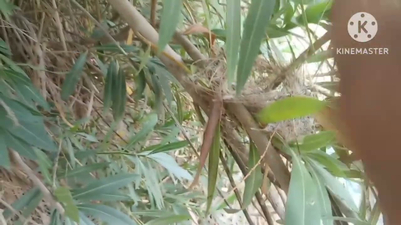 البحث عن اعشاش البلابل والفاخت القمري