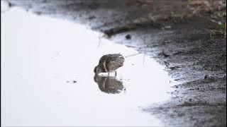 Australian Painted Snipe - Richmond Lowlands - 2023