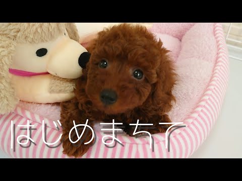 【新しい家族】多頭飼い我が家に子犬をお出迎え（トイプードルパピー）