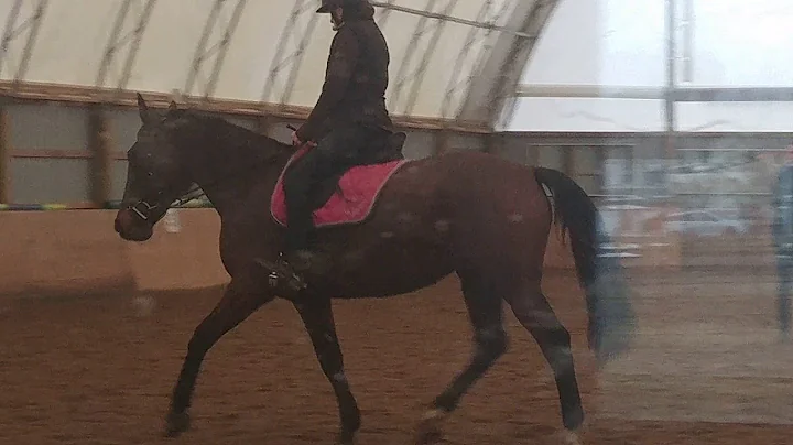 Dressage clinic Scarlet