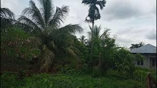 tumbuhan hijau tumbuh subur menenangkan mata