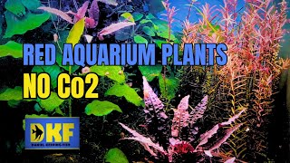 Red Aquarium Plants No Co2