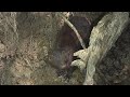 Faune Le Vison D Armérique Faune Le Vison D Armérique