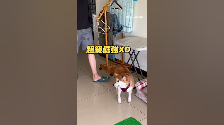 爸爸少一個步驟　公主病柴站在原地定格｜#寵物雲 #shorts