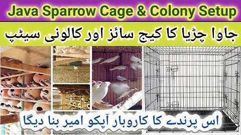 Java sparrow Cage Size and Colony Setup | Java Finch Colony cage Setup | Java Sparrow perfect Cage