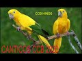 canticos ccb 2020   ccb hinos 2020   hinos ccb 2020