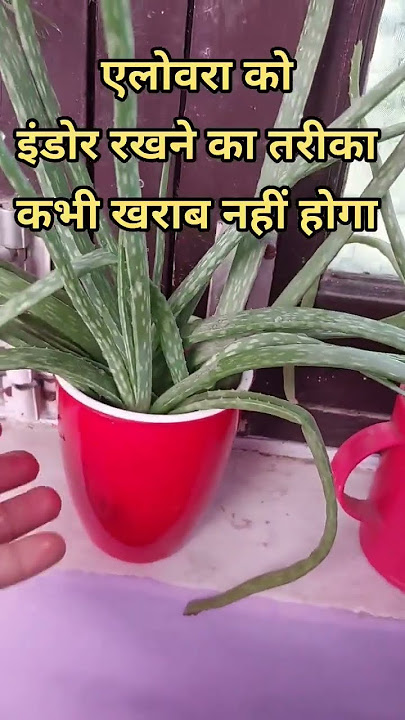 Easy way to Keep Aloevera Indoor#Tips for Aloevera Pnant#