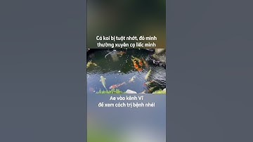 Cá koi bị tuột nhớt, đỏ mình thường xuyên cạ liếc mình #shorts #short #hocakoi #hokoi