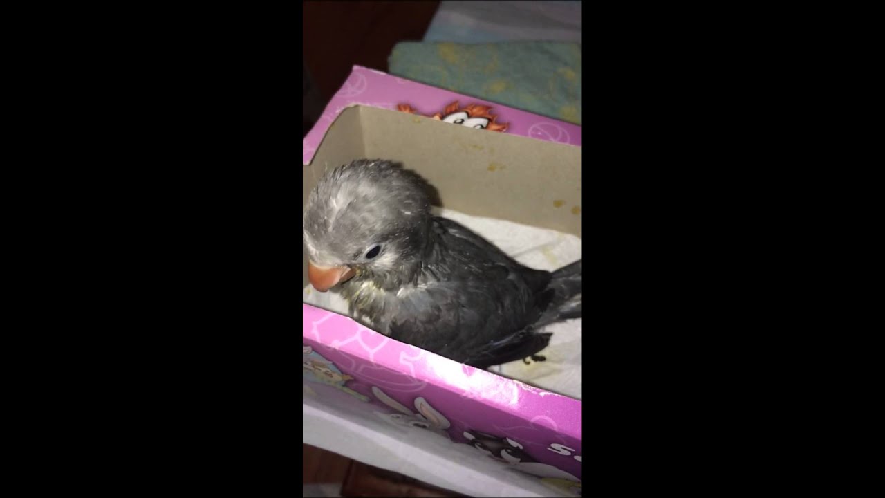 Dan gray Quaker parrot