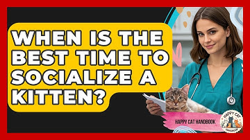 When Is The Best Time To Socialize A Kitten? - Happy Cat Handbook