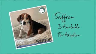 Saffron Available for her forever home