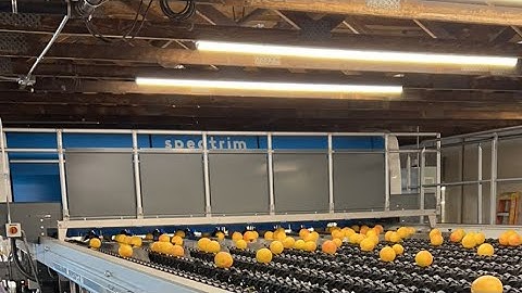 Automated grapefruit wash line and optical pre-grader @packlinetech @tomra