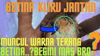 MEMILIH MURAI BATU GAMBLING  SIAPA TAU REJEKI | MURAI GAMBLING