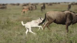 Rare White Wildebeest Calf Spotted in the Wild.