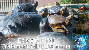 Como saber se a tartaruga está com pneumonia?