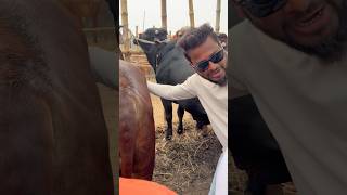 বিচি গুলো ২ টা করে দেখে নেন সাইফুল ব্যপারি কুমিল্লা ঘাড়মোড়া বাজার।