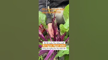 Hạt giống cải ngồng tím