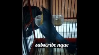 anis bin bin gacor , cocok buat masteran kepunyaan om alwinsi kicau mania sumedang