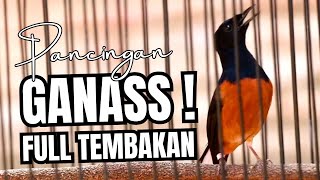 MURAI BATU GACOR FULL ISIAN TEMBAKAN MEWAH AMPUH MEMANCING MURAI BATU EMOSI BONGKAR ISIAN