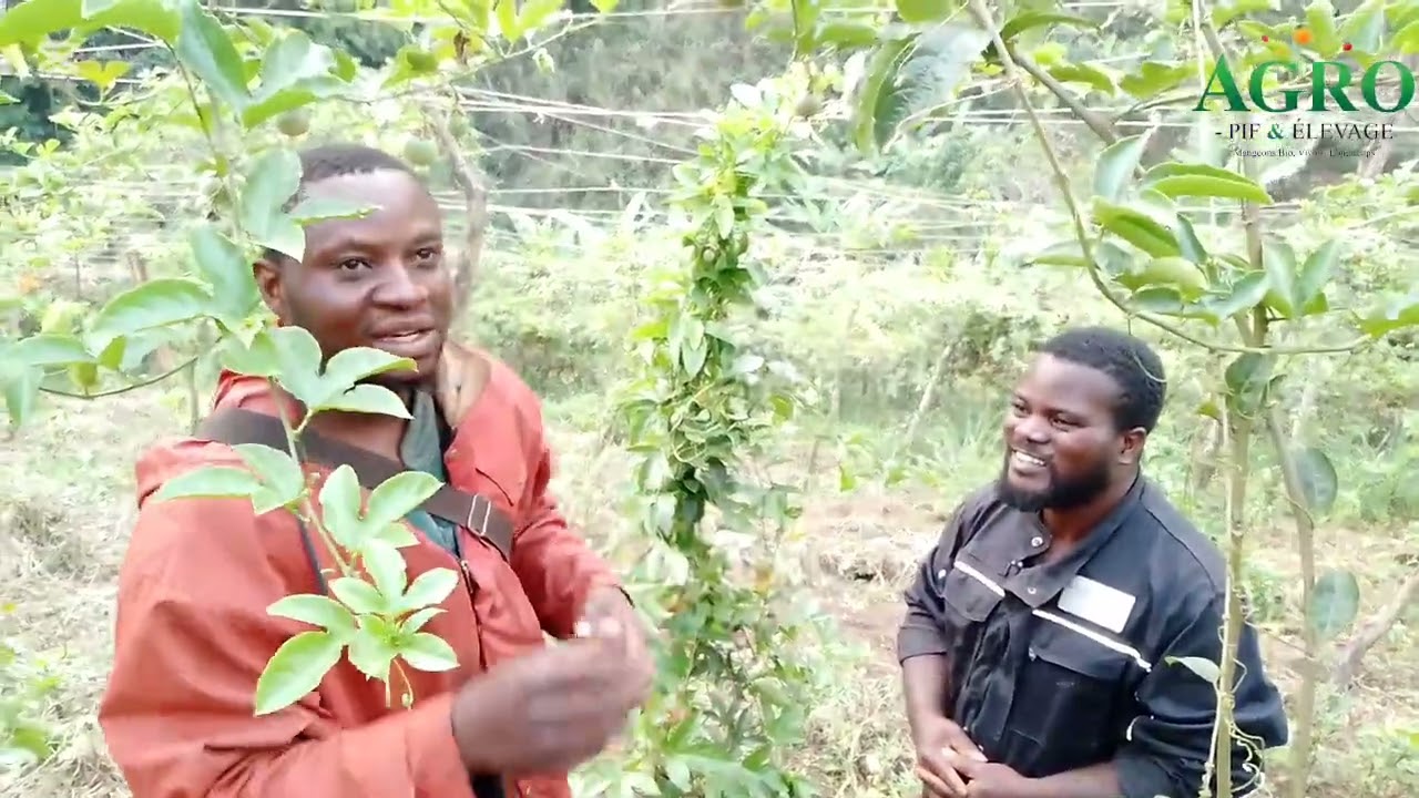 LE FRUIT DE LA PASSION, L'OR VIOLET !