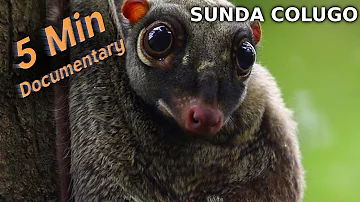 Sunda Colugo - 5 Minute Documentary
