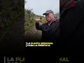 La planta medicinal que ayuda a desinflamar la próstata #bolivia🇧🇴 #viajes #hombres #plantamedicin