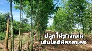 ปลูกไผ่ซางหม่น เติบโตดีที่สกลนคร Growing bamboo in Thailand