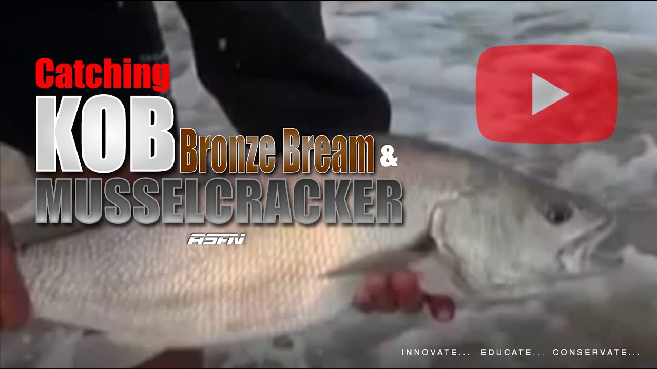 Kob, Musselcracker, Bronze Bream & Duckbill at Cape St Francis | ASFN Rock & Surf