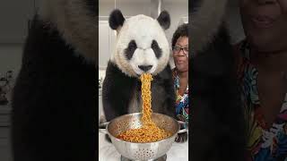 #panda eating noodles#panda🍜